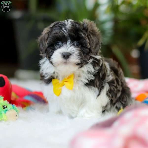 Toby, Maltipoo Puppy